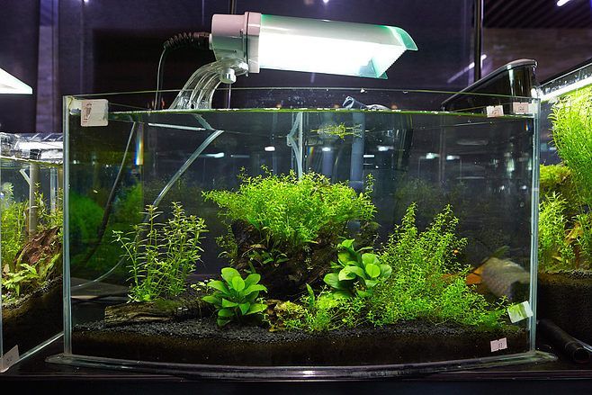 40魚缸造景圖：40cm魚缸造景圖示