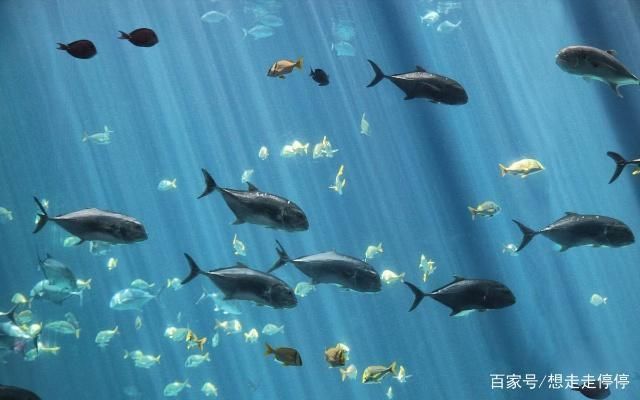水族館里有什么？：水族館是展示和保護水中生物的場所