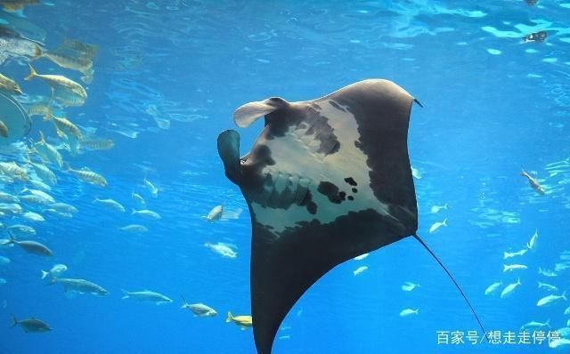 水族館里有什么？：水族館是展示和保護水中生物的場所