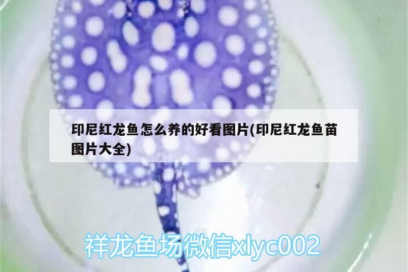印尼紅龍魚怎么養的好看圖片(印尼紅龍魚苗圖片大全) 印尼紅龍魚怎么養的好看圖片(印尼紅龍魚苗圖片大全) 紅龍魚百科