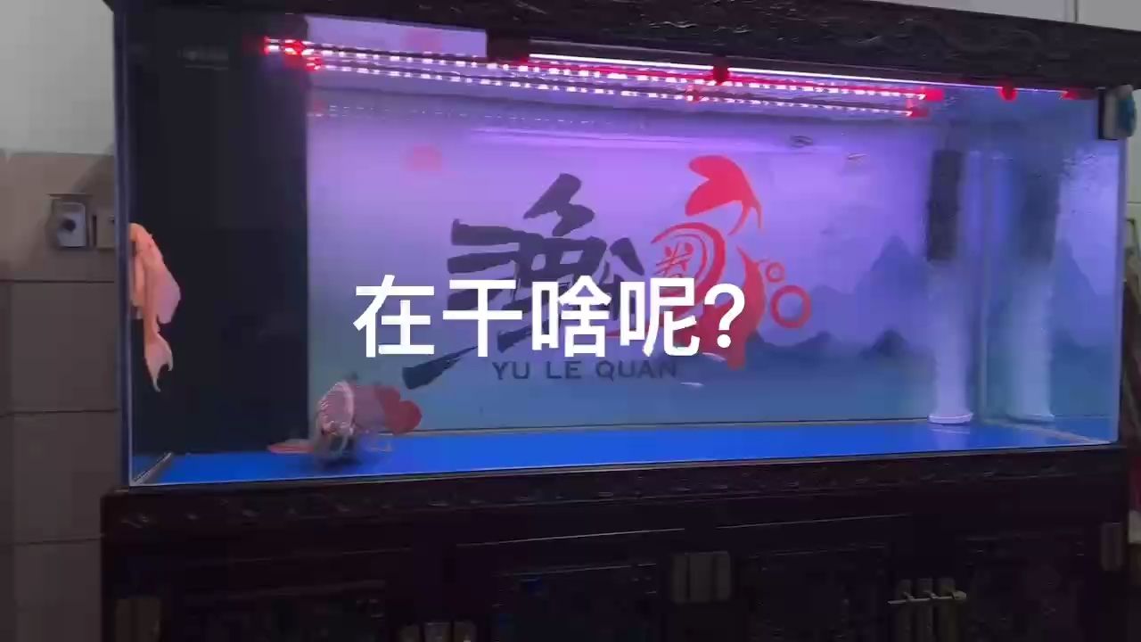 配對(duì)嗎，