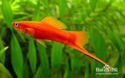 魚缸里養(yǎng)浮萍（魚缸里養(yǎng)浮萍的利弊）