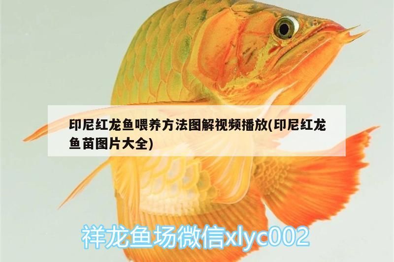 印尼紅龍魚喂養(yǎng)方法圖解視頻播放(印尼紅龍魚苗圖片大全)
