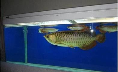 龍魚缸水質ph值低怎么辦，龍魚缸水質ph值過低怎么辦