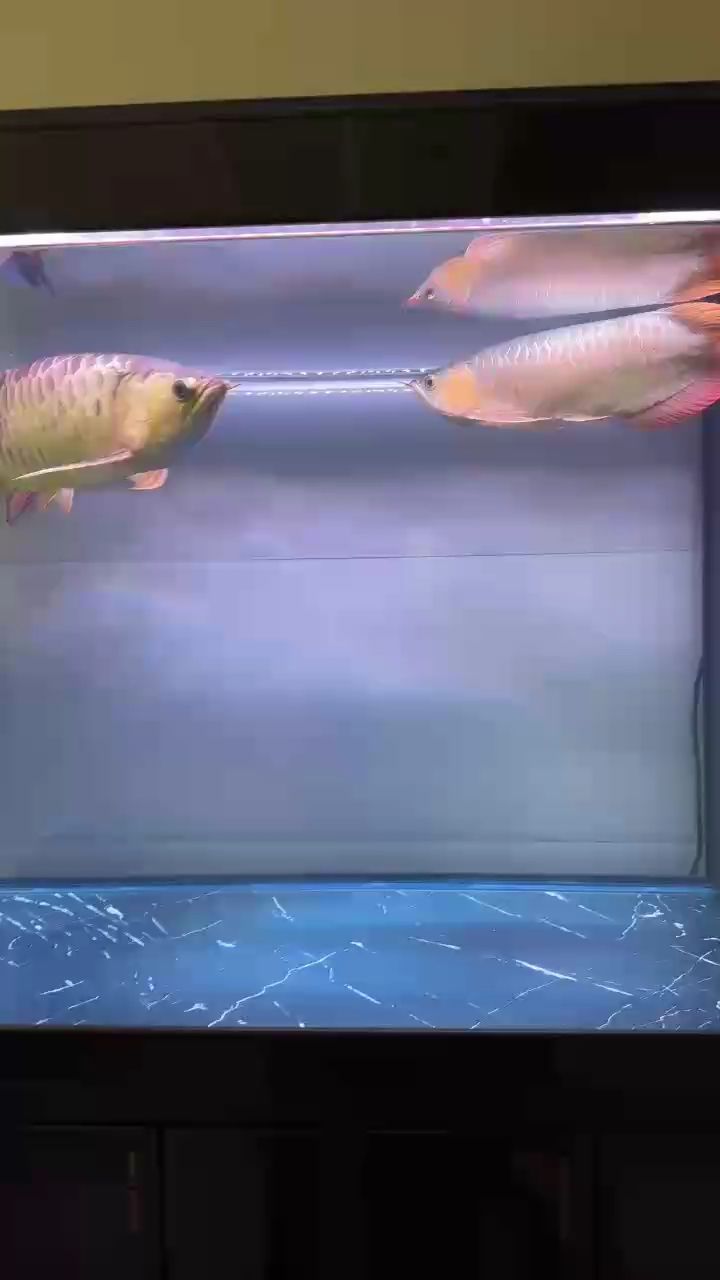金魚自愈期間需要喂食嗎（如何判斷金魚是否恢復健康,金魚自愈期間需要保持水質清潔嗎）