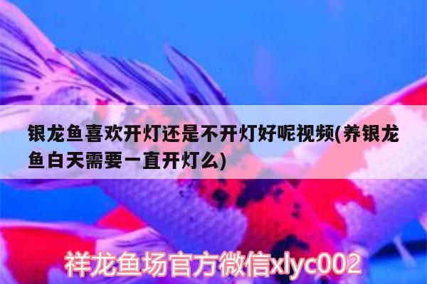 銀龍魚喜歡開燈還是不開燈好呢視頻(養銀龍魚白天需要一直開燈么)