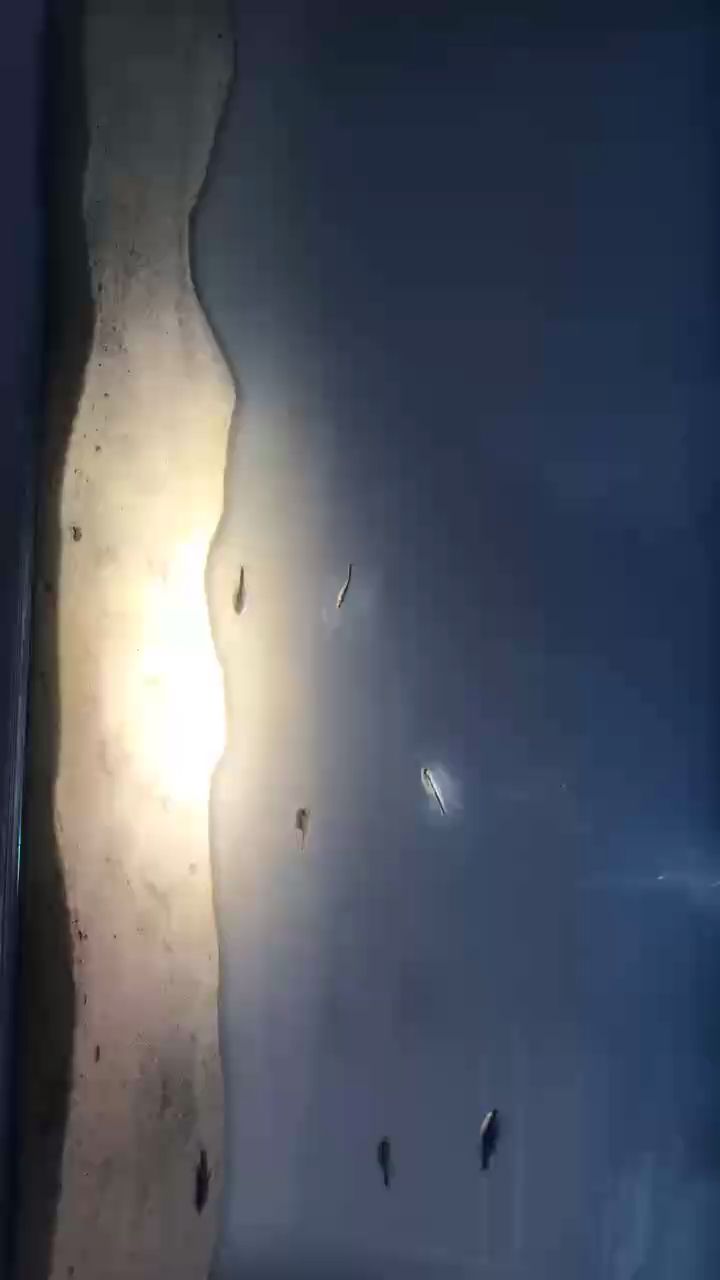 入缸第二天