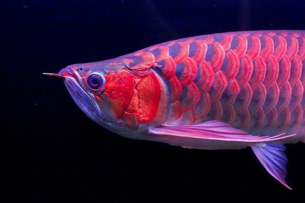金龍魚環(huán)境變化適應：金龍魚如何適應環(huán)境變化