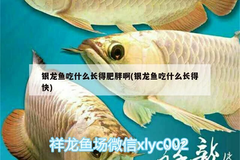 銀龍魚吃什么長得肥胖啊(銀龍魚吃什么長得快)