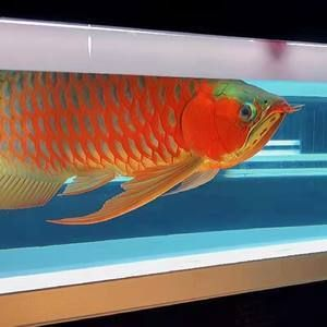 馬印神燈金龍效果：馬印神燈在金龍魚養殖中具有良好的發色、增艷和誘色效果