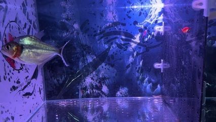虎魚什么時候變黃：虎魚的顏色變化主要由以下幾個因素決定