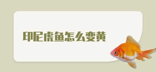 虎魚什么時候變黃：虎魚的顏色變化主要由以下幾個因素決定