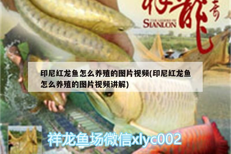 印尼紅龍魚怎么養殖的圖片視頻(印尼紅龍魚怎么養殖的圖片視頻講解) 印尼紅龍魚怎么養殖的圖片視頻(印尼紅龍魚怎么養殖的圖片視頻講解) 紅龍魚百科
