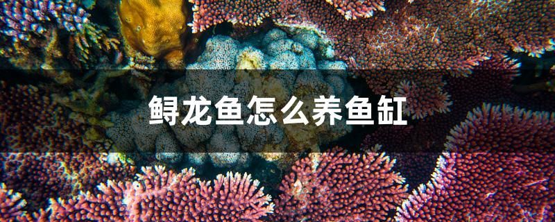 鱘龍魚怎么養魚缸