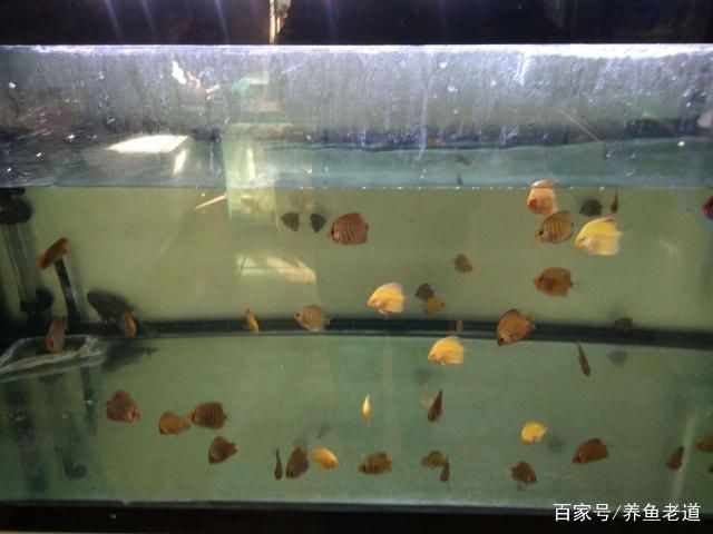 1米魚缸和1.2米魚缸區(qū)別大嗎：1.2米的魚缸和1.1米的魚缸有什么區(qū)別？