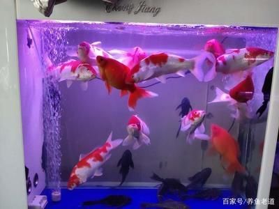 1米魚缸和1.2米魚缸區(qū)別大嗎：1.2米的魚缸和1.1米的魚缸有什么區(qū)別？