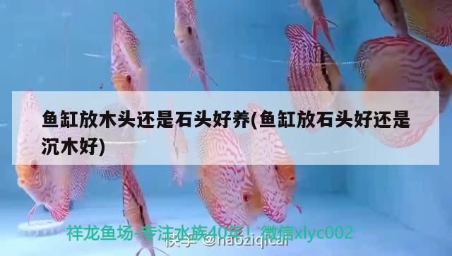 魚缸放木頭還是石頭好養(魚缸放石頭好還是沉木好)