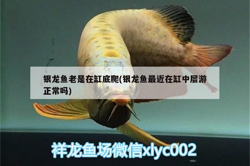 銀龍魚老是在缸底爬(銀龍魚最近在缸中層游正常嗎)
