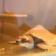 阿里巴巴旗下的二手魚缸交易平臺：許昌二手魚缸交易平臺，許昌二手魚缸交易