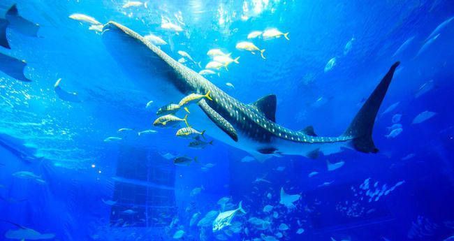 水族館店鋪介紹
