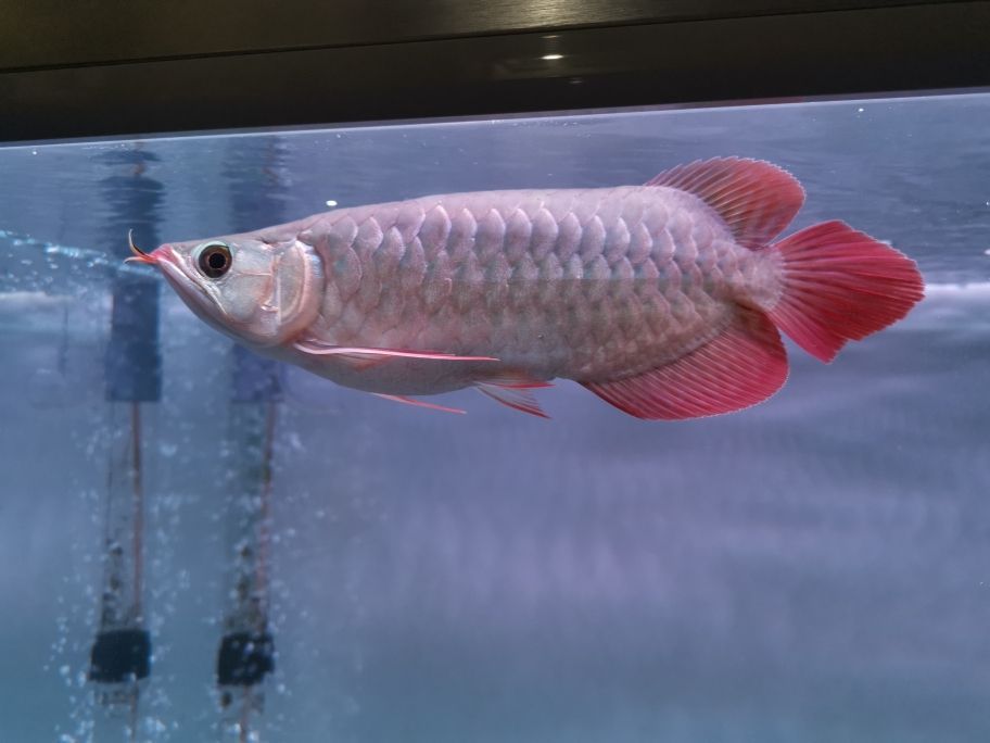 南昌魚缸定制店電話號碼多少（成都做魚缸應該選擇哪一家）