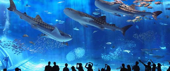 魟魚一直往水面沖是為什么：為什么[需手動填充]魚一直往水面沖是為什么
