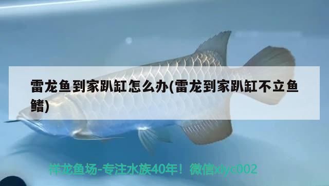 佛山魚缸定制哪家好些呢（佛山淋浴房品牌有哪些比較好）