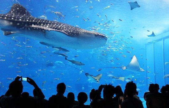 水族館經營理念（水族館的經營模式）