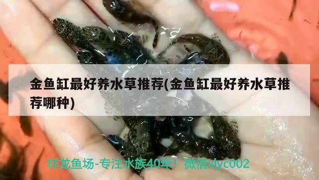 伊罕過濾桶濾材順序圖（伊罕過濾桶好用嗎）