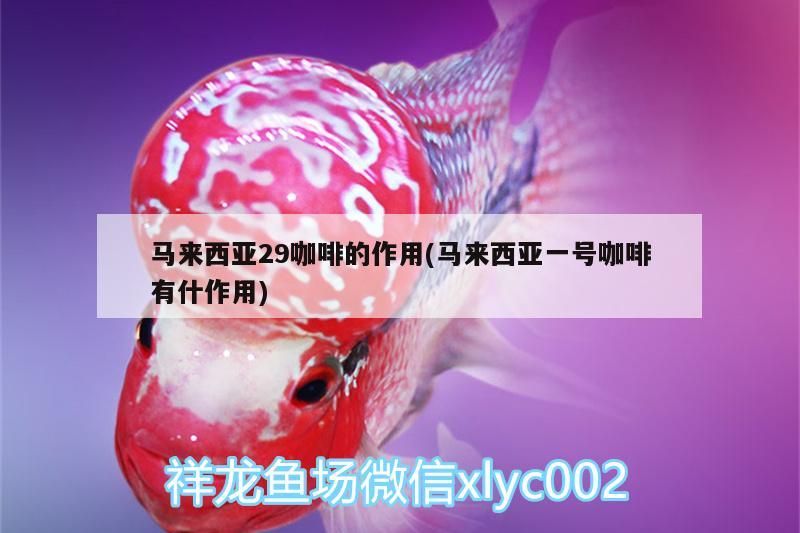 馬來(lái)西亞29咖啡的作用(馬來(lái)西亞一號(hào)咖啡有什作用)