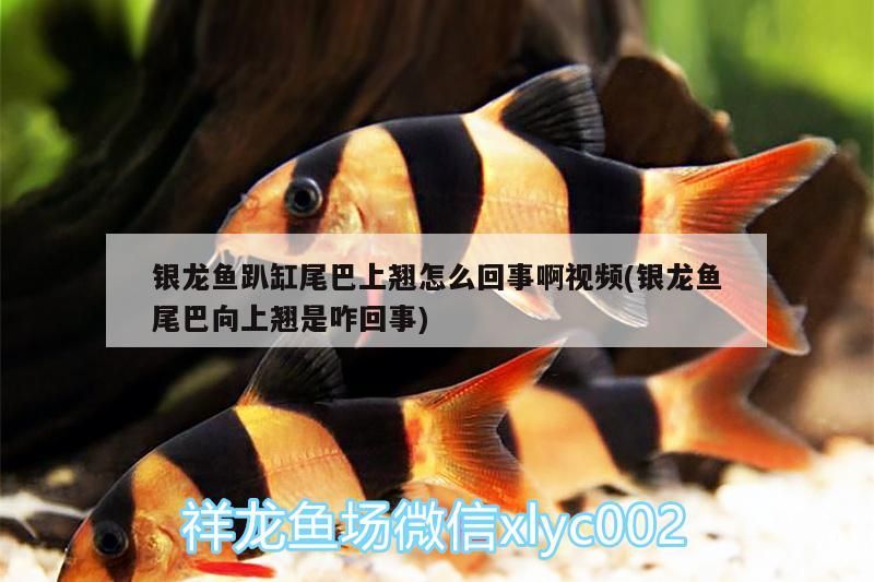 我的虎魚真菌感染了要怎么處理 銀龍魚趴缸尾巴上翹怎么回事啊視頻(銀龍魚尾巴向上翹是咋回事) 銀龍魚百科 銀龍魚趴缸尾巴上翹怎么回事啊視頻(銀龍魚尾巴向上翹是咋回事) 銀龍魚趴缸尾巴上翹怎么回事啊視頻(銀龍魚尾巴向上翹是咋回事) 銀龍魚百科