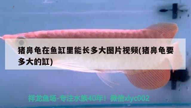 豬鼻龜在魚缸里能長多大圖片視頻(豬鼻龜要多大的缸)