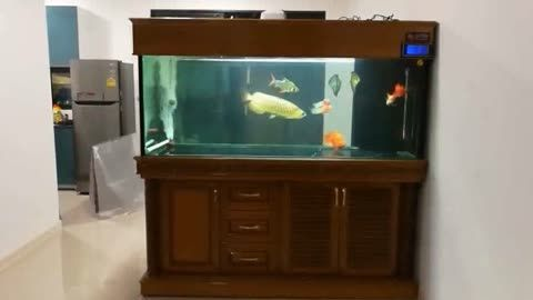 金龍魚一直在魚缸底部，金龍魚為什么一直待在魚缸底部？