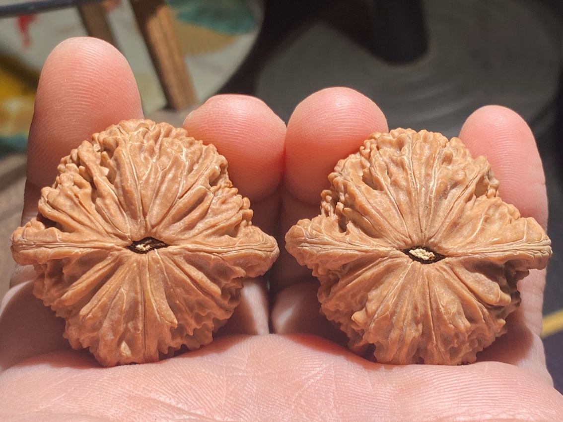 山地老樹,紅皮磨盤獅子頭 龍魚論壇 第5張 山地老樹,紅皮磨盤獅子頭 山地老樹,紅皮磨盤獅子頭 龍魚論壇 第5張