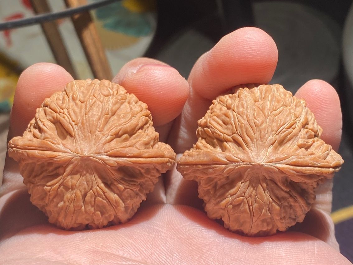 山地老樹,紅皮磨盤獅子頭 龍魚論壇 第6張 山地老樹,紅皮磨盤獅子頭 山地老樹,紅皮磨盤獅子頭 龍魚論壇 第6張
