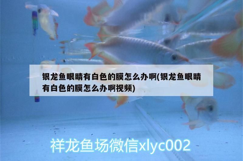 銀龍魚眼睛有白色的膜怎么辦啊(銀龍魚眼睛有白色的膜怎么辦啊視頻)
