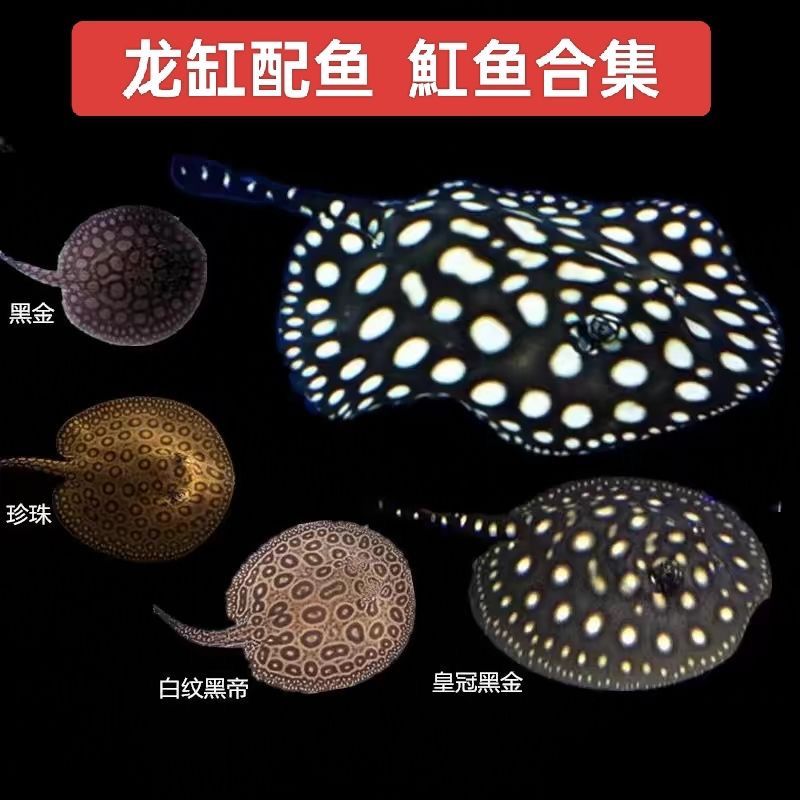 還有一點魟魚