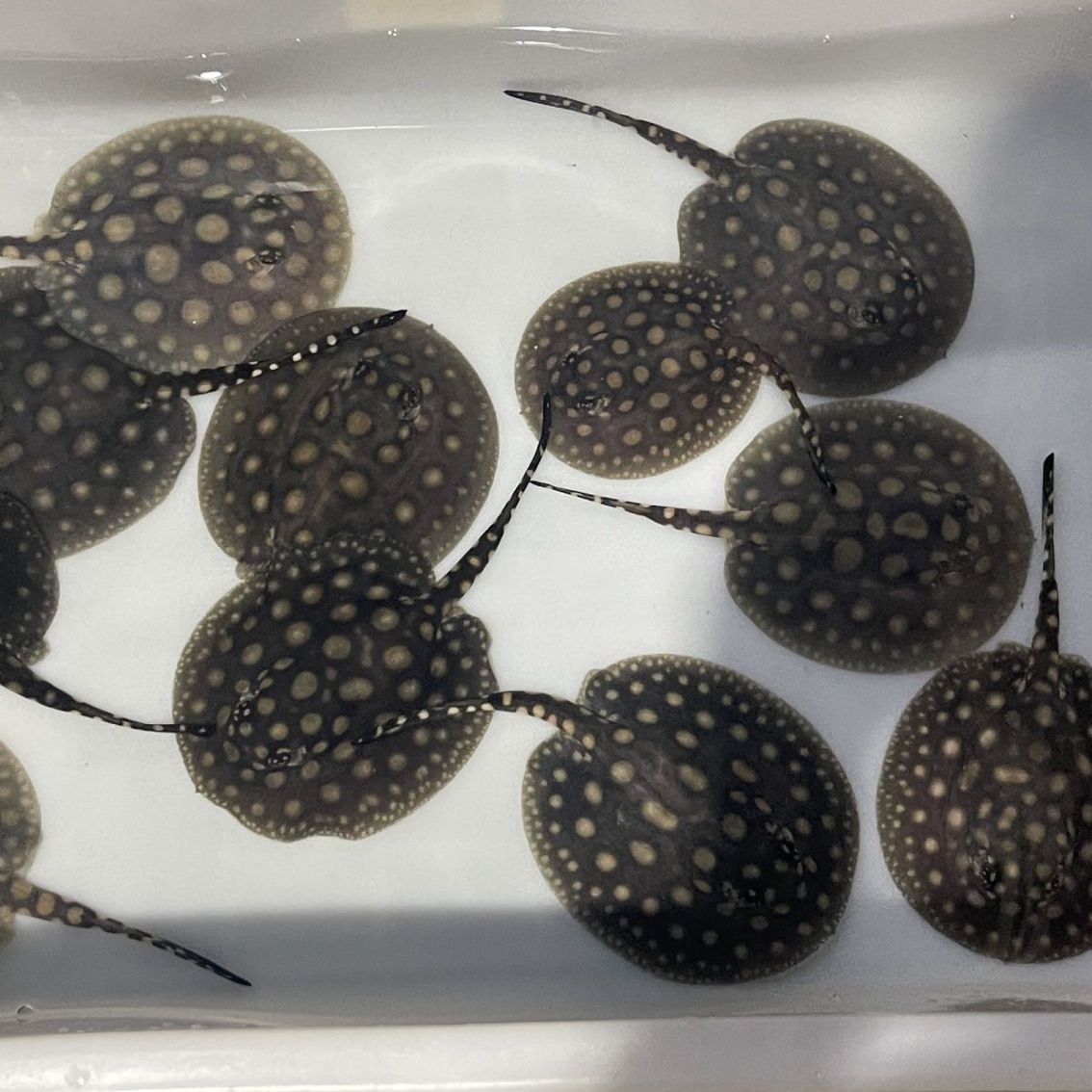 還有一點魟魚