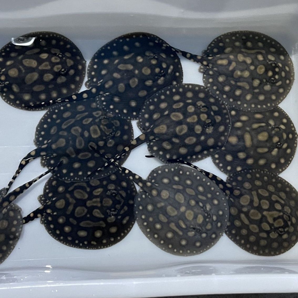 還有一點魟魚