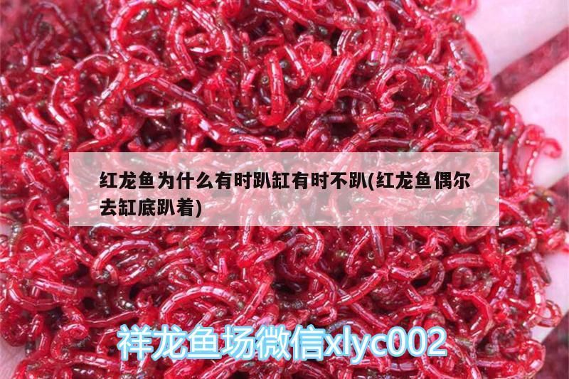 紅龍魚為什么有時趴缸有時不趴(紅龍魚偶爾去缸底趴著) 紅龍魚為什么有時趴缸有時不趴(紅龍魚偶爾去缸底趴著) 元寶鳳凰魚百科