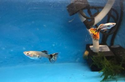 90魚缸養什么魚好看：90尺寸的魚缸養殖需要注意什么？
