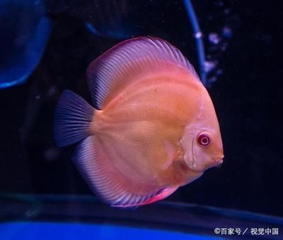 40的魚(yú)缸多大：40厘米的魚(yú)缸適合養(yǎng)什么樣的魚(yú)