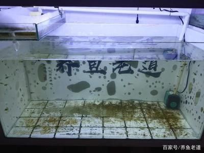 40的魚(yú)缸多大：40厘米的魚(yú)缸適合養(yǎng)什么樣的魚(yú)