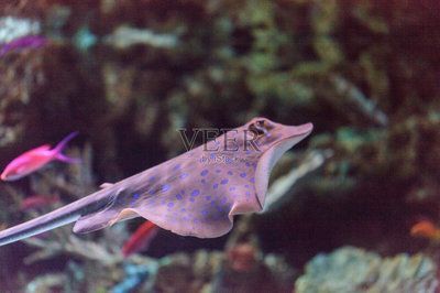 野生皇冠黑白魟魚(yú) 野生皇冠黑白魟魚(yú) 魟魚(yú)百科 第2張