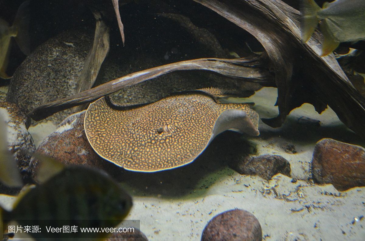 野生皇冠黑白魟魚(yú) 野生皇冠黑白魟魚(yú) 魟魚(yú)百科 第3張