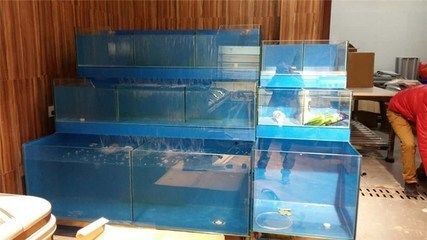 龍魚百度貼吧vs祥龍魚場：龍魚百度貼吧與祥龍魚場的區別