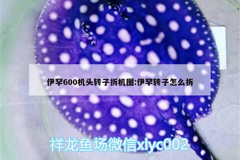 伊罕600機頭轉子拆機圖:伊罕轉子怎么拆