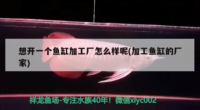 想開一個魚缸加工廠怎么樣呢(加工魚缸的廠家)