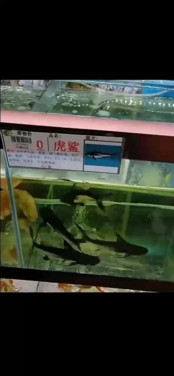 誰家還沒幾個硬東西啊 誰家還沒幾個硬東西啊 龍魚論壇