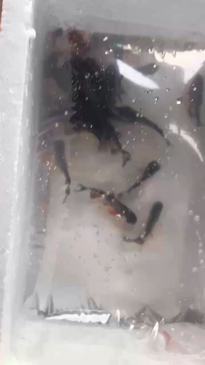 紅腹鯧魚(yú)打包打氧發(fā)貨